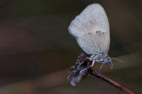 Butterfly Grey Insect