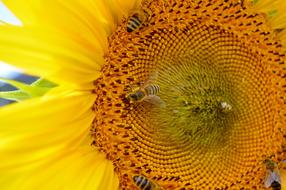 Sunflower Flower Bees