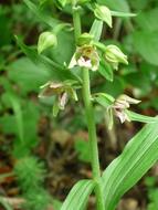 Broad-Leaved Helleborine Nature