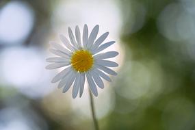 Daisy Flower in Summer