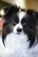 Dog Papillon Pet