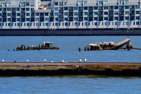 Dock Harbor Sea Gulls