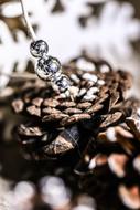 Pinecone Cone Pearls