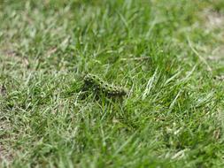 Caterpillar Rush Grass