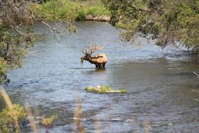 River Elk in Wildlife