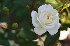 Rose White Flower in nature
