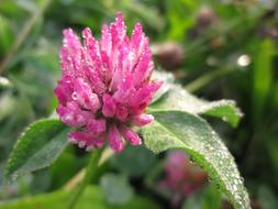 Blossom Bloom Garden