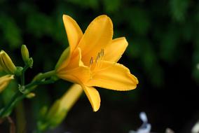 Daylily Yellow Flower Close