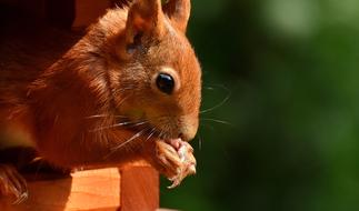 Squirrel Nager Garden