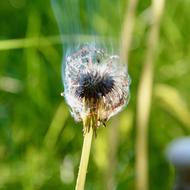 Sonchus Oleraceus Nature The