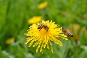 Bees Flower Insect