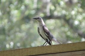 Mockingbird Wild Songbird