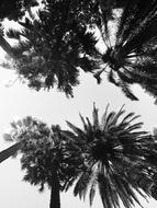 palm trees in the sky
