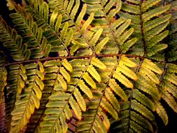 Green Fern Natural foliage