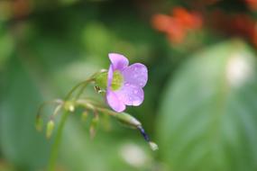 Flower Wild macro blur
