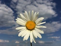 Daisy Flower at background of Sky