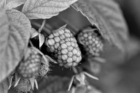 Black And White photo of Raspberry Fruits