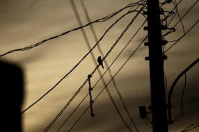 long wires by the poles in the evening