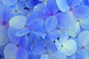 Hydrangea Blue Flowers petals