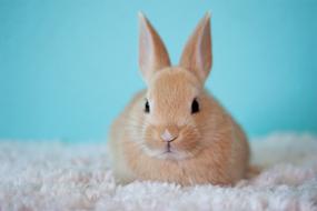 Cute Baby Bunny portrait