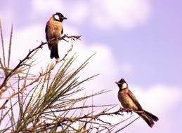 Birds Branch Summer