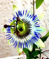 Summer Flower Blossom