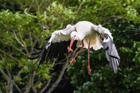 Stork Fly Eat