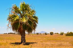 palm tree in a field of yellow