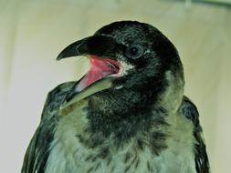 Beak Crow Eat