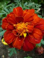 Marigold Culture Blossom