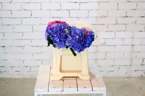 Hydrangea Blooms Flower