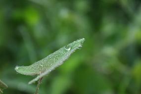 Leaf Plant Green Water
