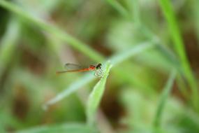Water Drops Grass Plant