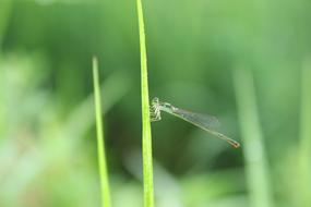 dragonfly in the green grass