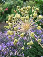 garlic herb in flower