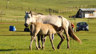 Foal Mare Feeding