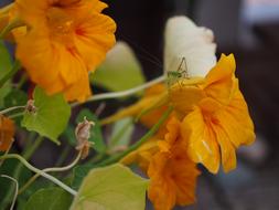 Nasturtium Grasshopper Insect