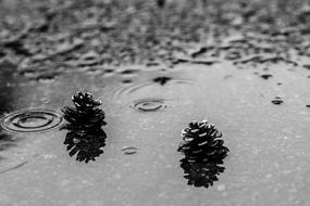 Pinecone Puddle Rain
