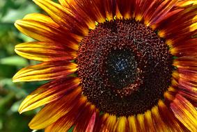 sunflower with a red center
