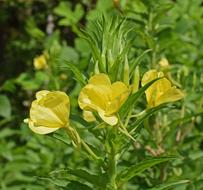 Evening Primrose Wildflower
