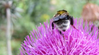 Thistle Hummel Blossom