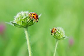 Ladybug on green plant closeup photo