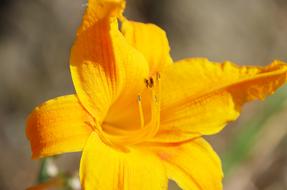 Flower Yellow Nature