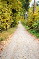long road in the fall leaves