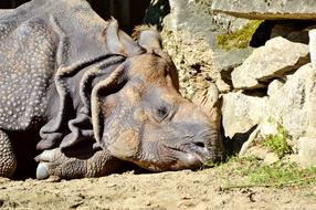 Rhino Animal Mammal Big