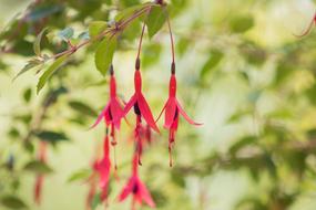 Flower Flowers Small