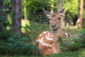 Roe Deer Lying Forest