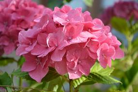 Hydrangea Pink Nature