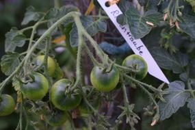 unripe vegetables on a tree