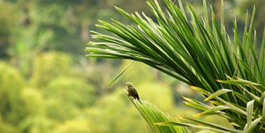 wild bird on grass in colombia
